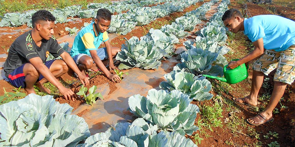 Sustainable Farm in Timor Leste
